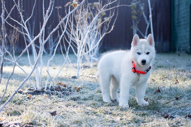 Cachorro husky blanco de pie en el parque en la mañana de invierno