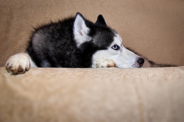 Cachorro husky bonito está deitado no sofá Lindo cachorro inteligente com olhos azuis closeup retrato e olha para longe