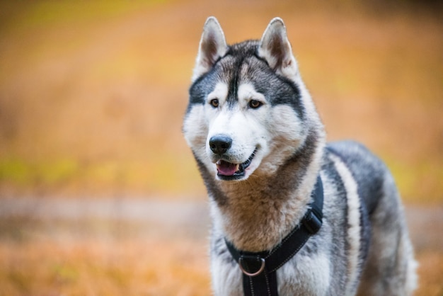 Cachorro Husky close-up retrato focinho com sorriso