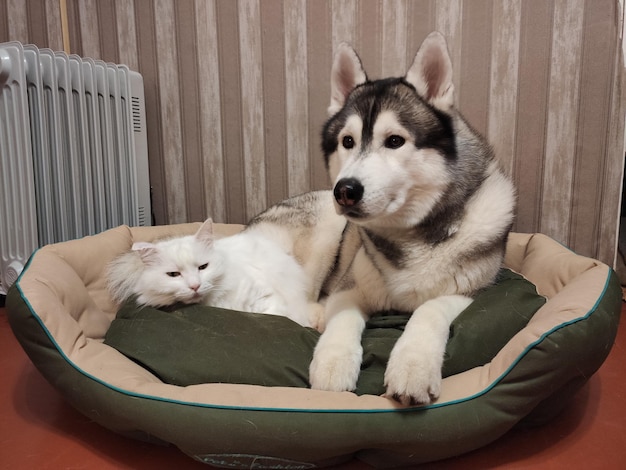 Cachorro Husky com um gato em um travesseiro