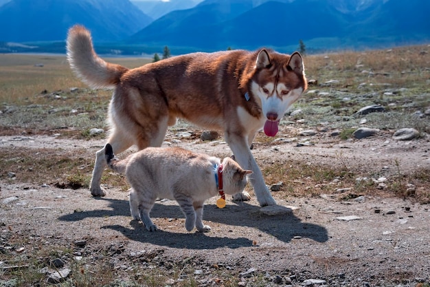 Cachorro husky corre com gato Husky siberiano brinca com gatos