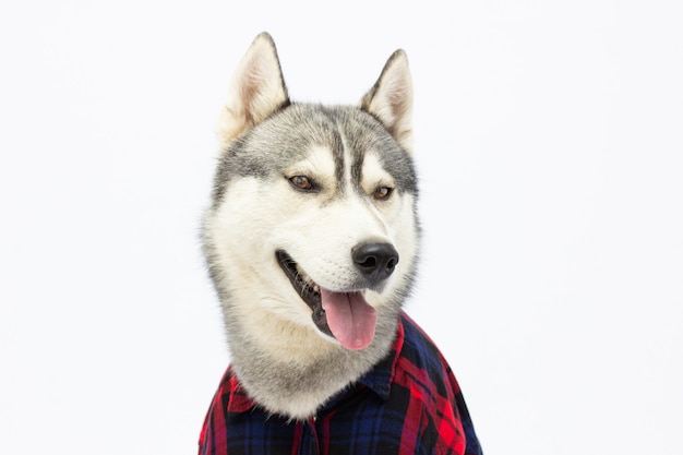 Cachorro husky engraçado com camisa xadrez mostrando a língua