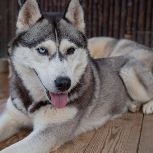 Cachorro husky fofo e fofo no quintal retrato husky siberiano puro-sangue