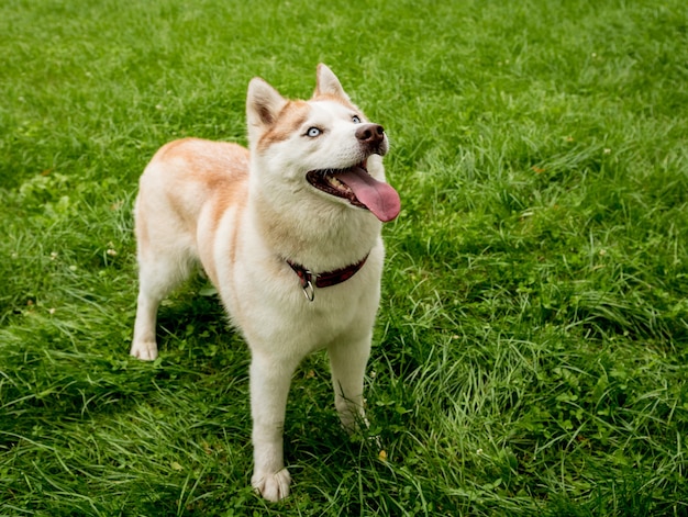 Cachorro husky fofo no parque