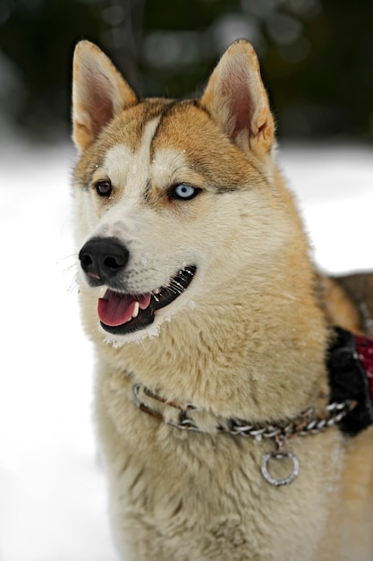 Cachorro Husky para passear no parque