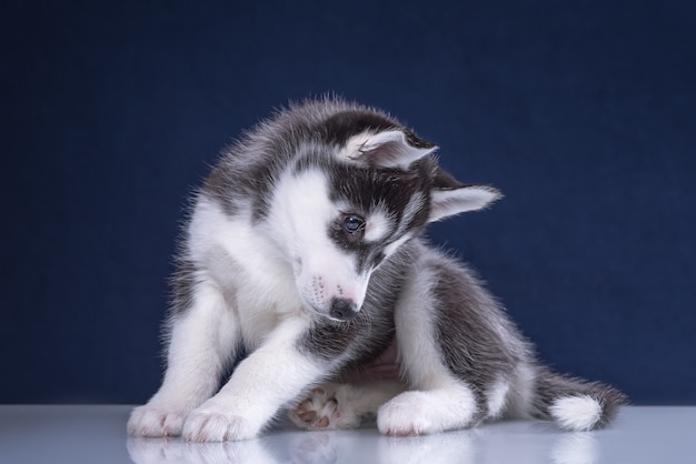 Cachorro de Husky en perro de estudio. Lindo cachorro de husky sobre un fondo azul.