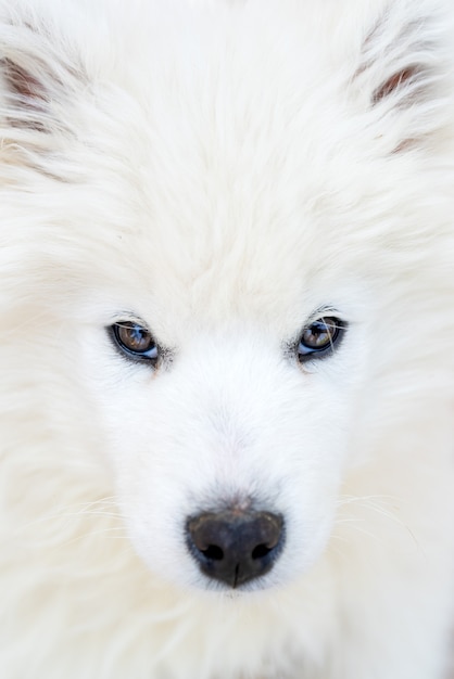 Cachorro de husky samoyedo blanco. Perros amigables con pelaje esponjoso.