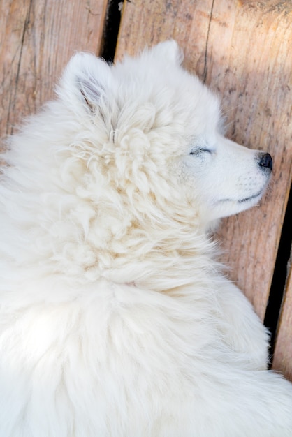 Cachorro de husky samoyedo blanco. Perros amigables con pelaje esponjoso.