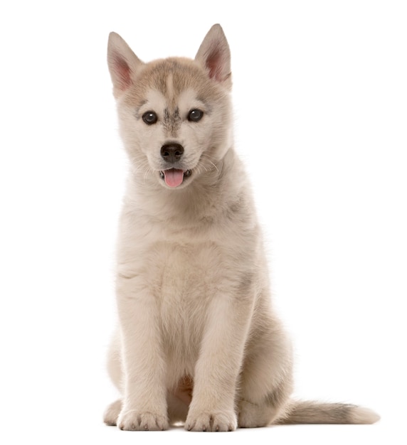 Cachorro de Husky sentado frente a una pared blanca