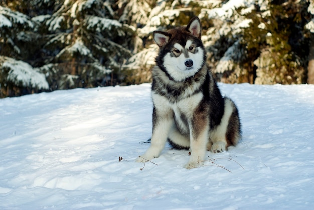 Un cachorro de husky siberiano adulto se sienta en la nieve en el fondo de un paisaje forestal borroso