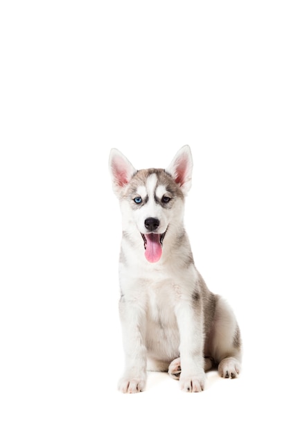 Cachorro de Husky siberiano aislado en un fondo blanco. Un perro se sienta y mira a la cámara.