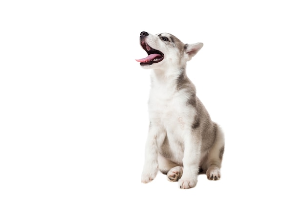 Cachorro de Husky siberiano aislado en un fondo blanco. El perro se sienta y no mira a la cámara.
