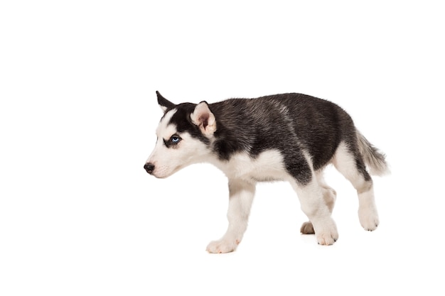 Cachorro de Husky siberiano aislado en un fondo blanco. El perro se para sobre cuatro patas y no mira a la cámara.