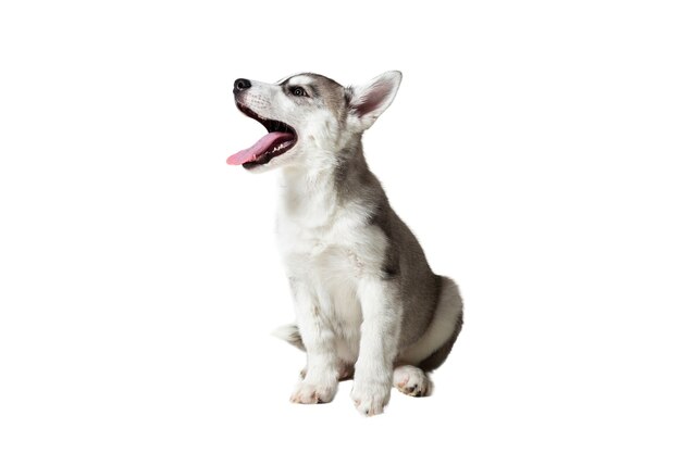 Cachorro de husky siberiano en blanco y negro con ojos azules sobre fondo blanco.