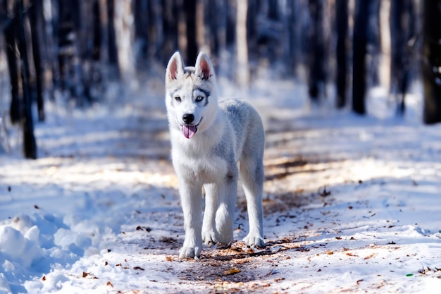 un cachorro de husky siberiano caminando en la naturaleza en un bosque