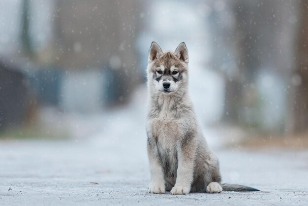 Cachorro de husky siberiano en invierno. Perro de invierno. Nevada