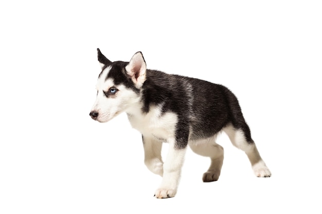 Cachorro husky siberiano preto e branco com olhos azuis em fundo branco