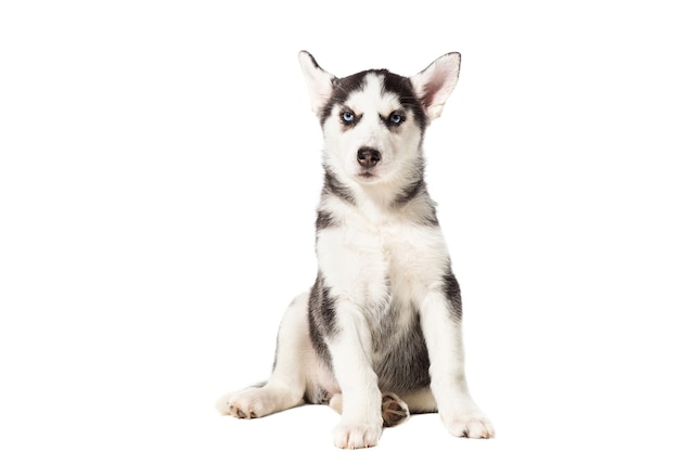 Cachorro husky siberiano preto e branco com olhos azuis em fundo branco