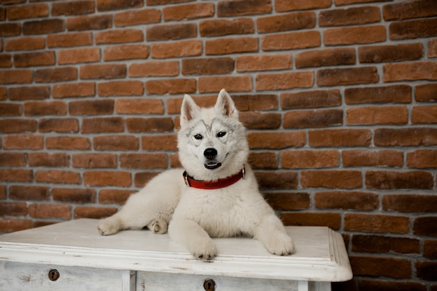 Cachorro de husky siberiano sentado en los muebles. Estilo de vida con perro