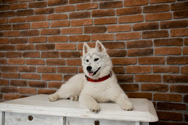 Cachorro de husky siberiano sentado en los muebles. Estilo de vida con perro