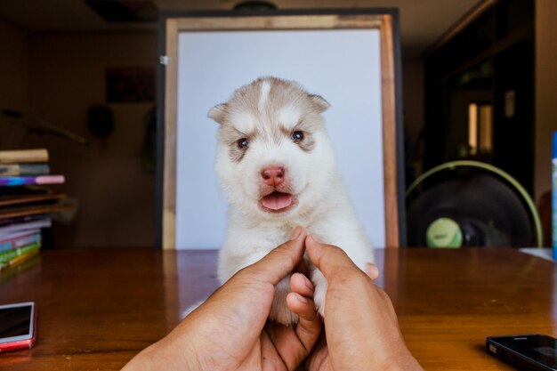 Foto cachorro husky siberiano