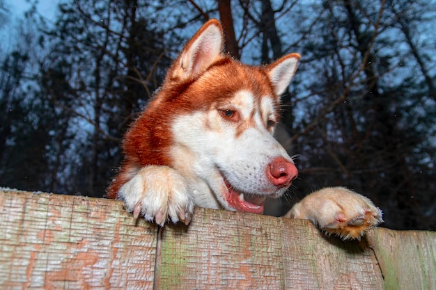 Cachorro Husky vermelho espreitando por trás da cerca