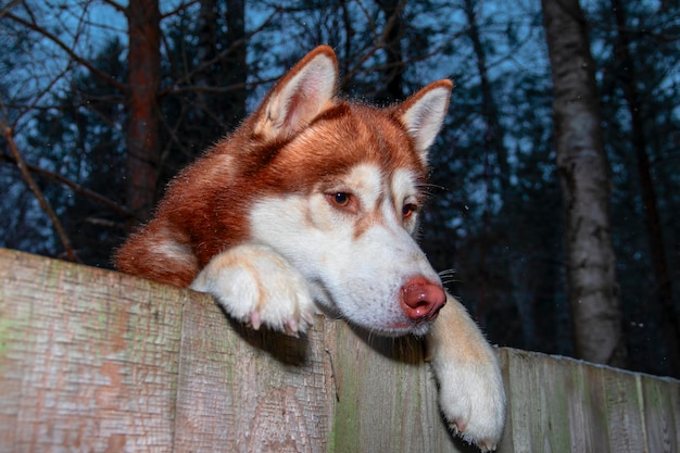 Cachorro Husky vermelho espreitando por trás da cerca