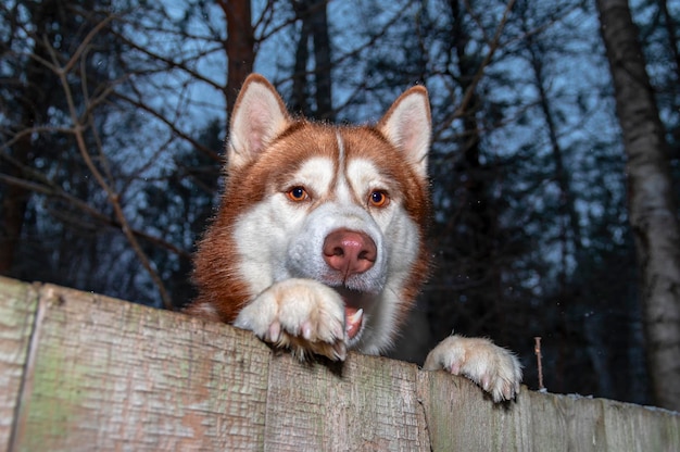 Cachorro Husky vermelho espreitando por trás da cerca