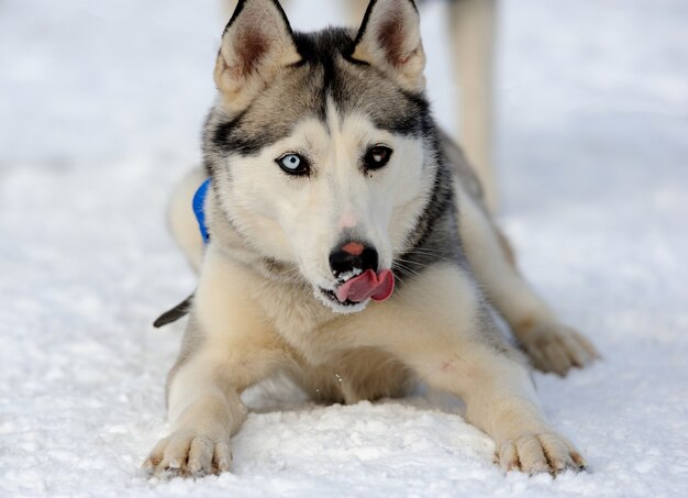 Cachorro Husky