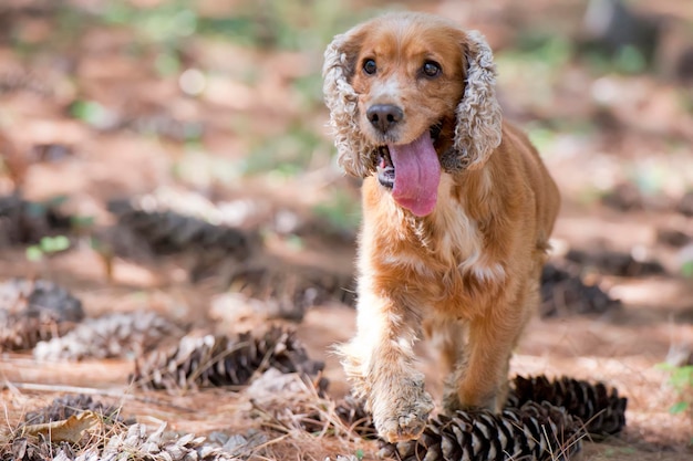 Cachorro inglés cocker spaniel corriendo hacia ti y mirándote