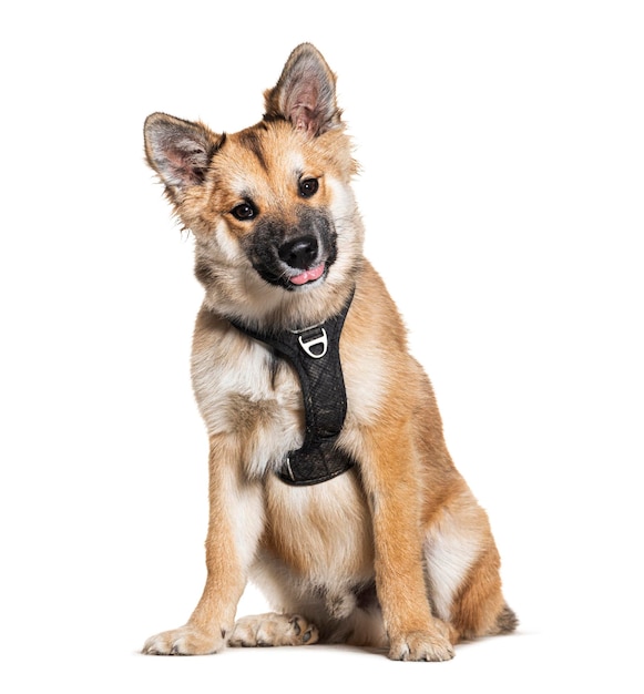 Cachorro islandês marrom com arnês isolado em branco