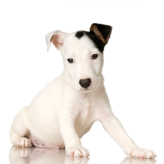 Cachorro Jack Russel. Retrato de cachorro aislado