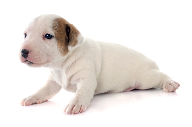 cachorro jack russel terrier