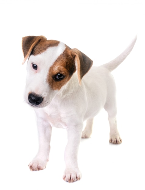 cachorro jack russel terrier