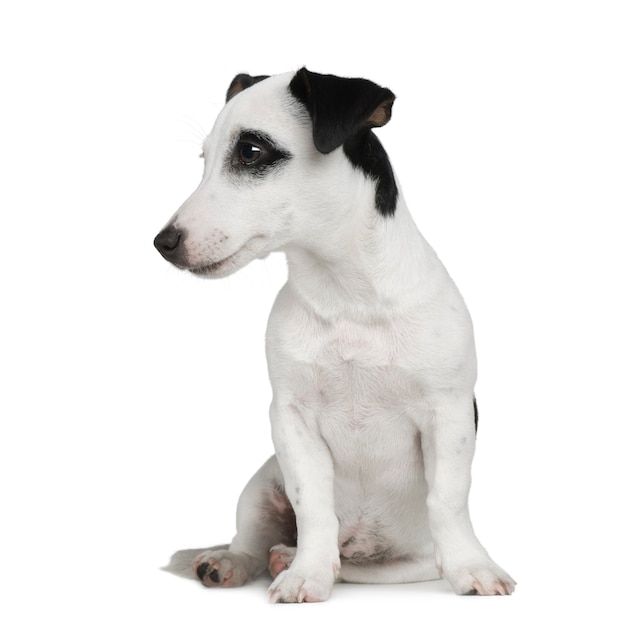 Cachorro Jack Russell con 5 meses.