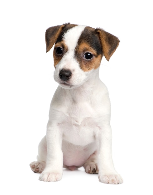 Cachorro Jack Russell con 8 semanas.