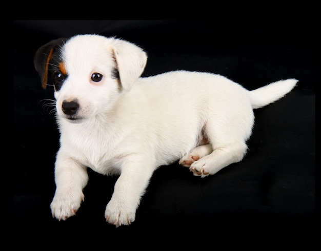 Cachorro de Jack Russell aislado en la pared negra