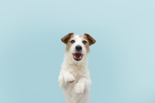 Cachorro Jack Russell Engraçado e Feliz em Pé