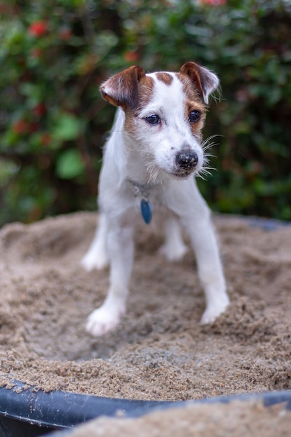 Foto cachorro jack russell fica na banheira de areia contra o pano de fundo de arbustos embaçados profundidade de campo rasa vertical