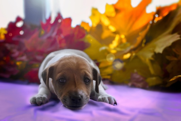 Cachorro Jack Russell en hojas de otoño