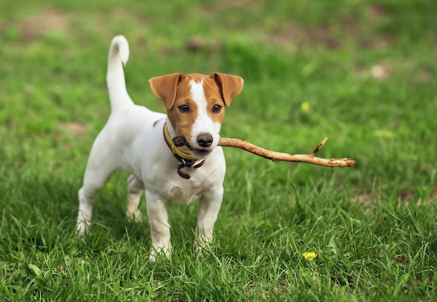 El cachorro de Jack Russell lleva un palo.