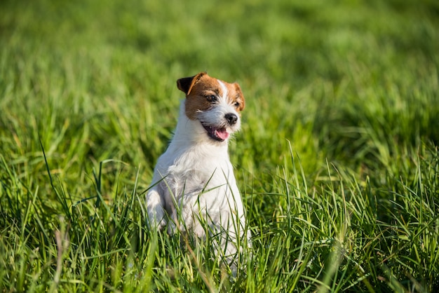 Cachorro Jack Russell sentado na grama verde sorrindo