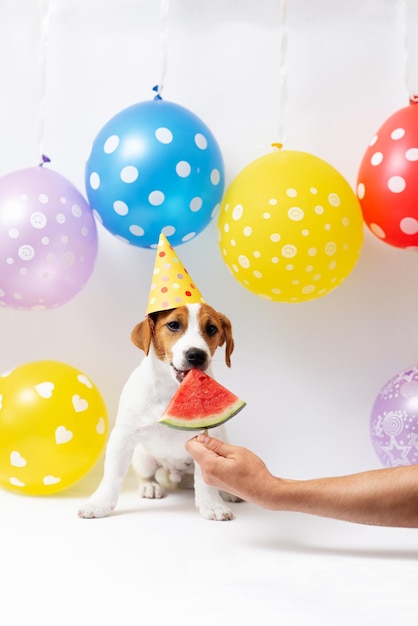 Cachorro Jack Russell Terrier de 5 meses con sombrero de papel amarillo come un trozo de sandía