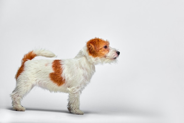 Cachorro de Jack Russell Terrier aislado