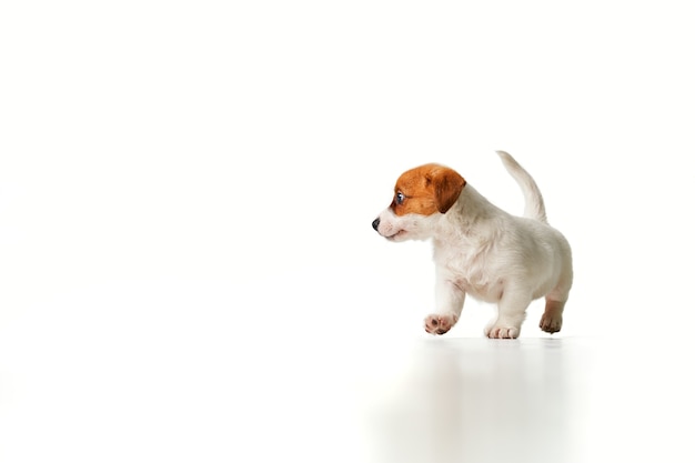 Cachorro Jack Russell Terrier andando e olhando para a esquerda com a cauda levantada