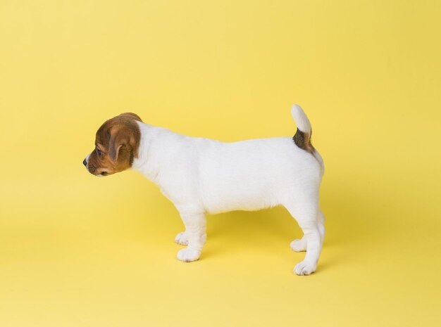 Un cachorro Jack Russell terrier blanco sobre un fondo amarillo Una foto de un perro doméstico tomada en el estudio