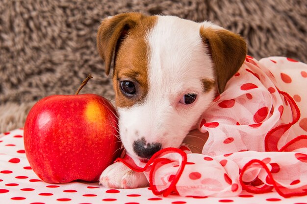 Cachorro Jack Russell Terrier com maçã vermelha