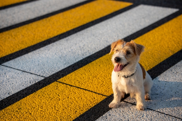 Cachorro de Jack Russell Terrier corre solo en un paso de peatones cruzando la calle