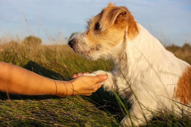 El cachorro de Jack Russell Terrier le da una pata a un hombre al mando