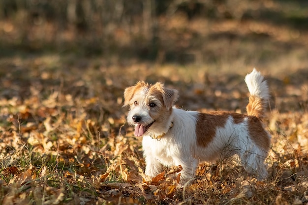 Cachorro Jack Russell Terrier de pêlo duro correndo na grama ao anoitecer